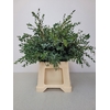 EUC PARVIFOLIA PB -ZA-SUPER