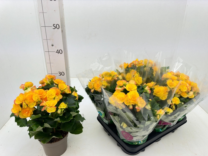 <h4>BEG HL REBECCA</h4>