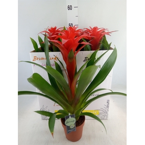 Guzmania  'Calypso'