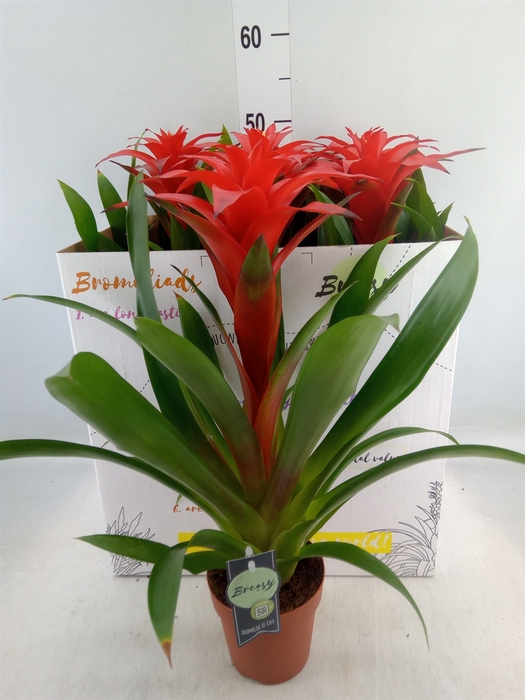 <h4>Guzmania  'Calypso'</h4>