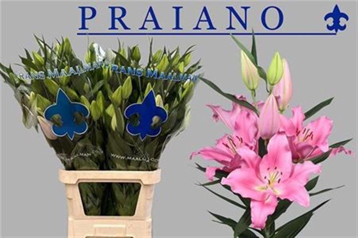 <h4>Li Or Praiano 6+</h4>