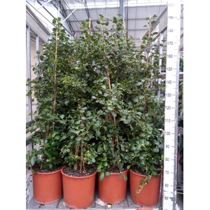 Ficus deltoidea
