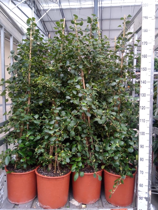 <h4>Ficus deltoidea</h4>
