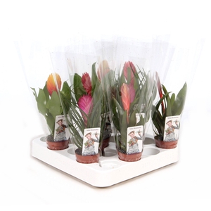 Bromelia