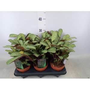 Ctenanthe burle-marxii 'Amagris'