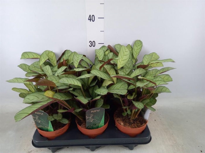 <h4>Ctenanthe burle-marxii 'Amagris'</h4>