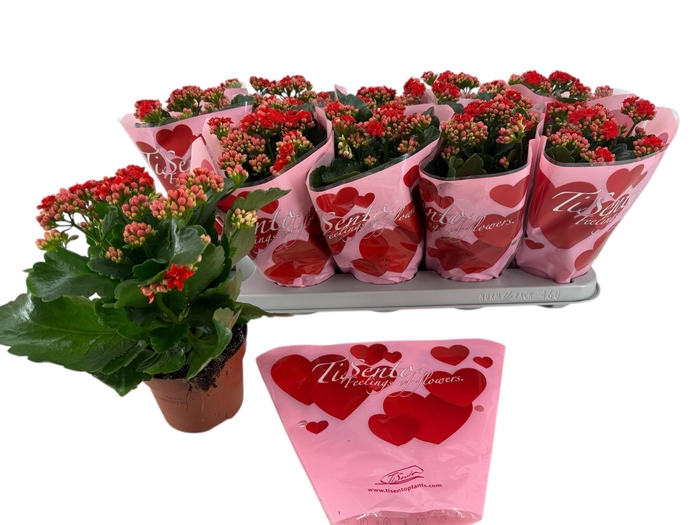 <h4>KAL GE PERFECTA RED</h4>