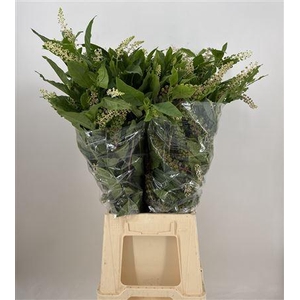 Phytolacca