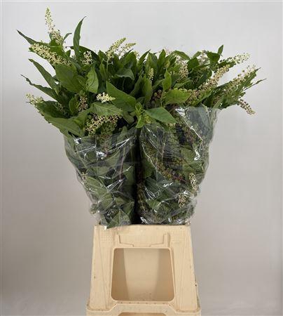 <h4>Phytolacca</h4>