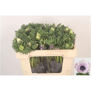 Anemone Galil Pastel