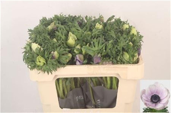 <h4>Anemone Galil Pastel</h4>