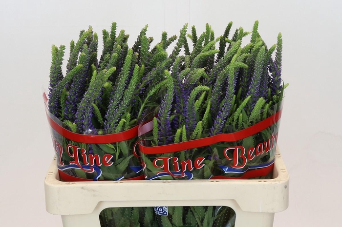 <h4>Veronica Skyler Blue</h4>