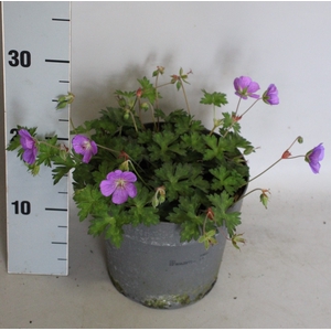 'Weekaanbieding: vaste planten 19 cm  Geranium Rozanne