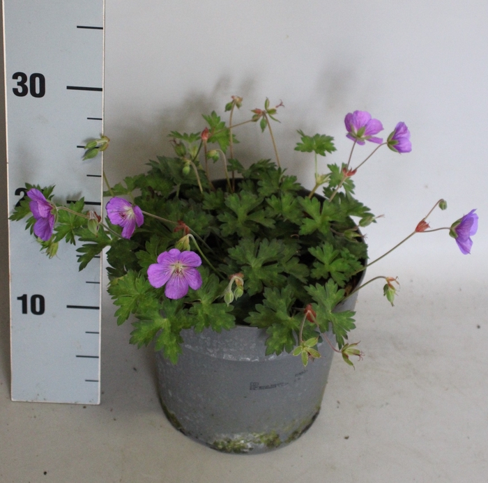 <h4>'Weekaanbieding: vaste planten 19 cm  Geranium Rozanne</h4>