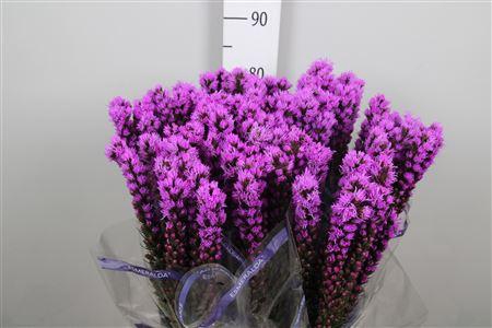 <h4>Liatris Callilepis</h4>