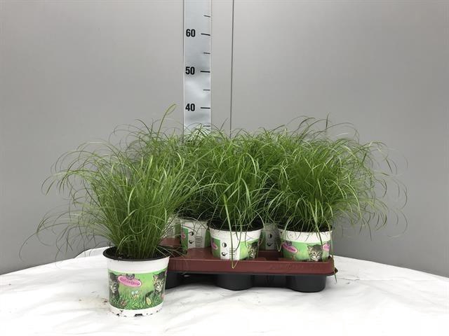 <h4>Cyper Alt Zumula</h4>