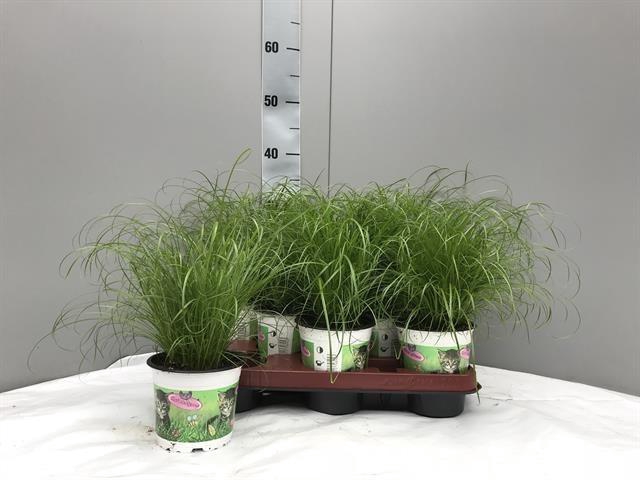 <h4>CYPER ALT ZUMULA</h4>