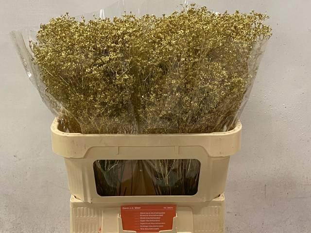 <h4>GYPS KLB H%</h4>