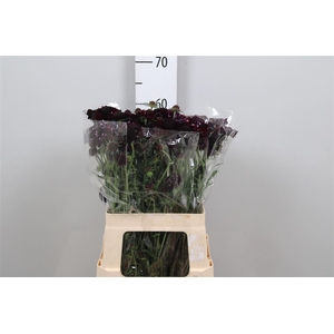 Scab At Blackberry Scoop