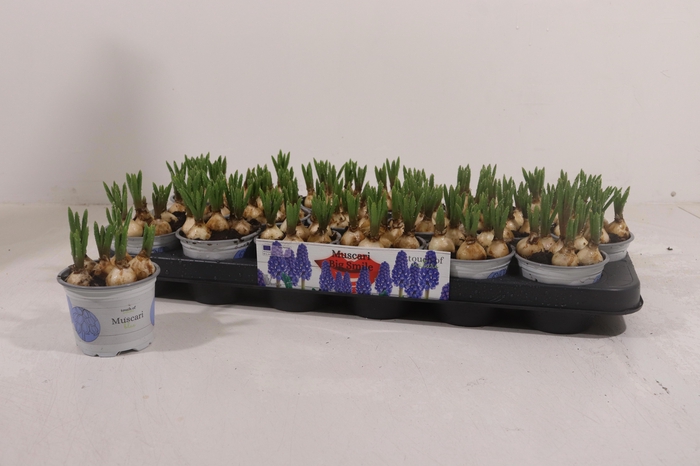 <h4>MUSCAR BIG SMILE</h4>