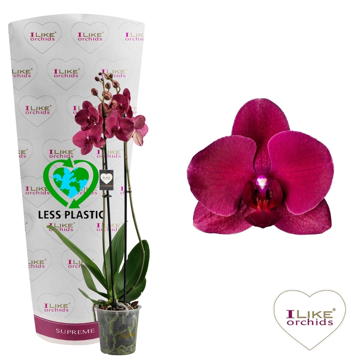 <h4>Phalaenopsis Montreux - 2 tak 60cm (Less Plastic)</h4>