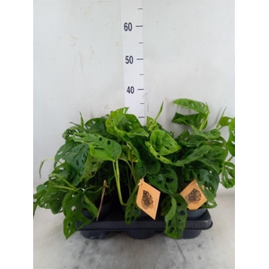 Monstera obliqua 'Monkey Mask'