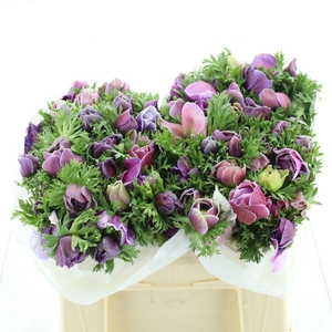 Anem Mistral Rarity Super