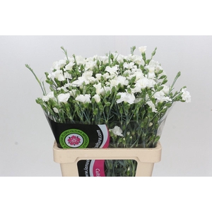 Dianthus Tr Solomio Ard