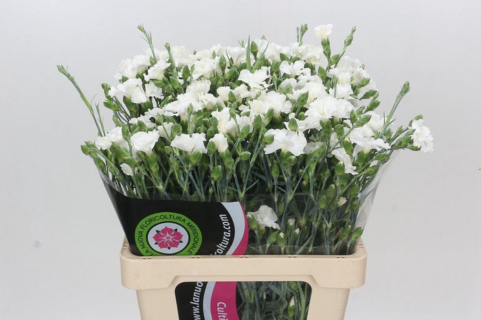 <h4>Dianthus Tr Solomio Ard</h4>