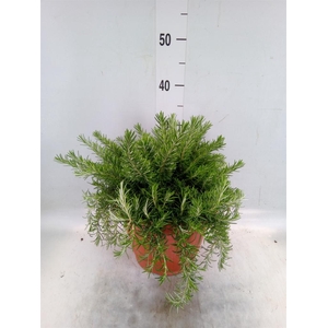 Rosmarinus offi. 'Prostratus'