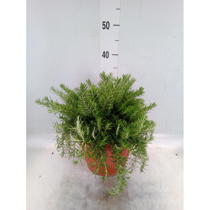 <h4>Rosmarinus offi. 'Prostratus'</h4>