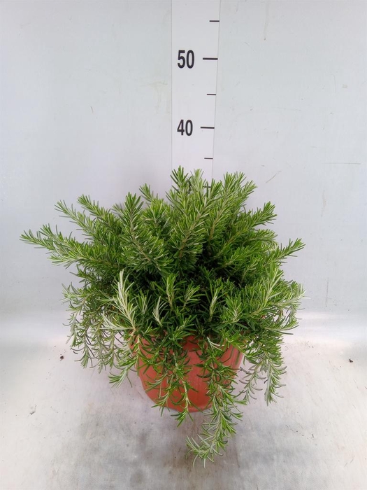 <h4>Rosmarinus offi. 'Prostratus'</h4>