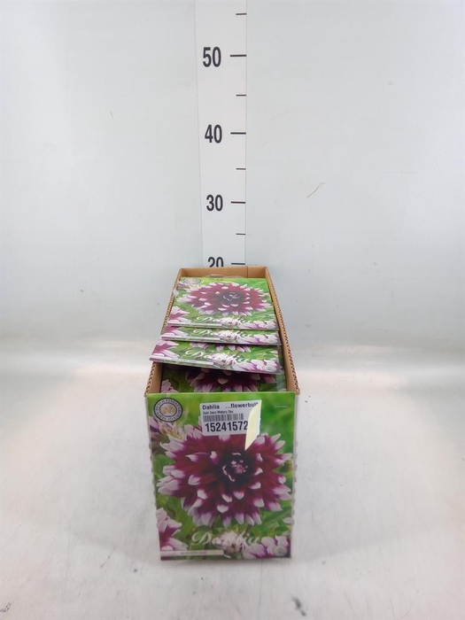 <h4>Dahlia   ...flowerbulbs</h4>