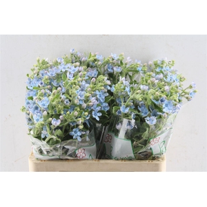 Oxypetalum Tan Pur Blue
