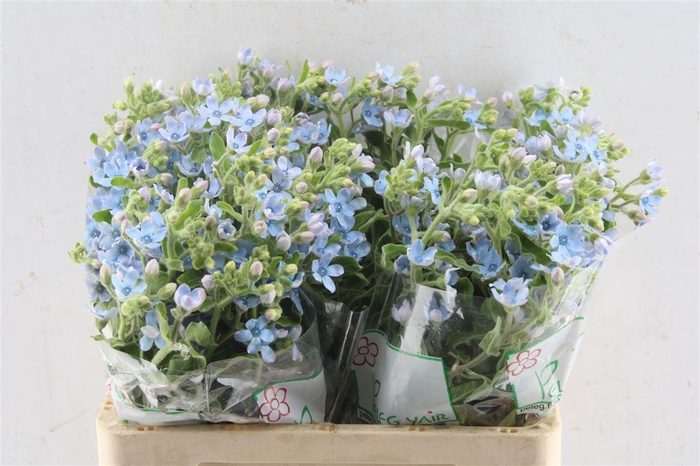 <h4>Oxypetalum Tan Pur Blue</h4>