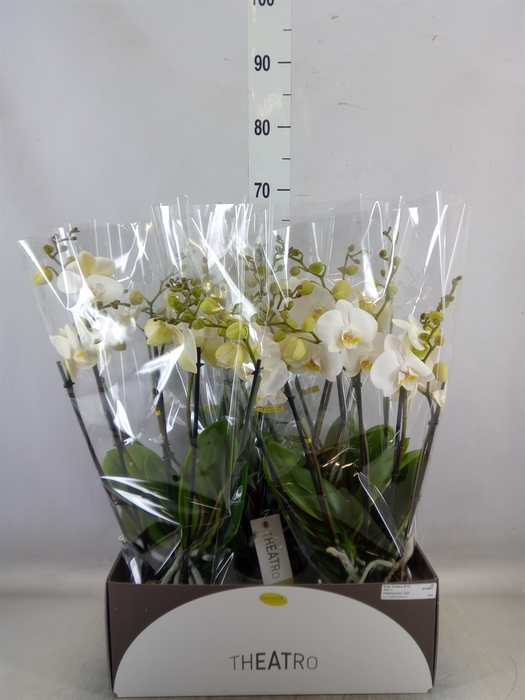 <h4>Phalaenopsis   ...white</h4>