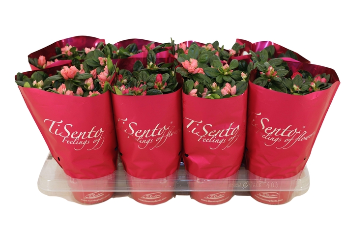 <h4>RHODO SI GEM</h4>