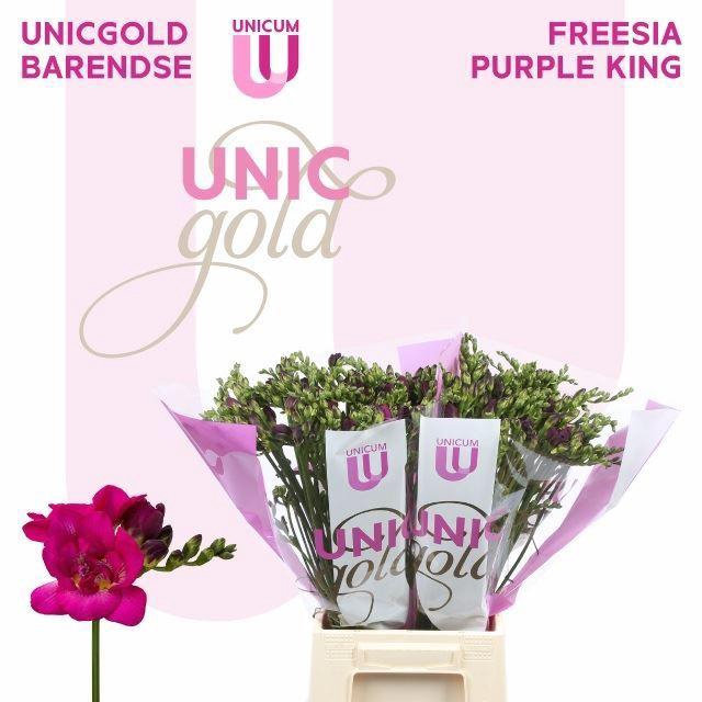 <h4>Freesia du Purple Rain</h4>