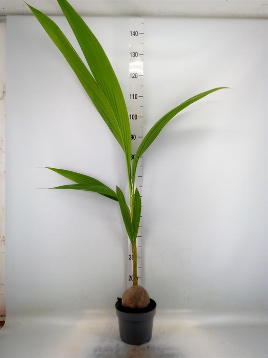 <h4>Cocos nucifera</h4>