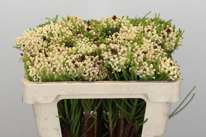 Kaaps Groen Berzelia Wit