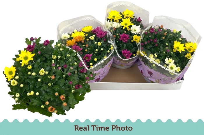 <h4>CHRYS GEM IN POT</h4>