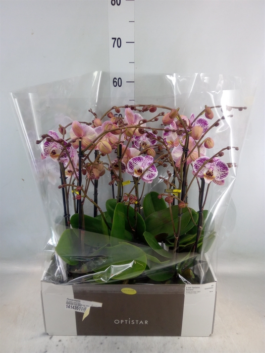 <h4>Phalaenopsis   ...</h4>