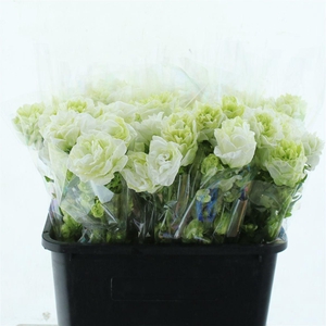 Campanula Kilimangiaro ( Bunch X 5 )