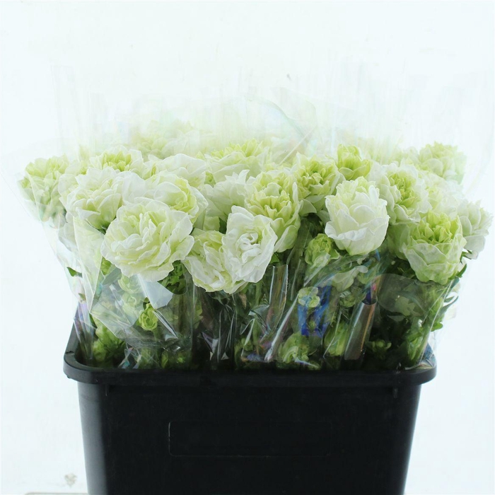 <h4>Campanula Kilimangiaro ( Bunch X 5 )</h4>