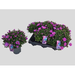 ASTER D ALPHA PINK