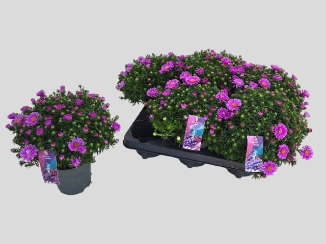 <h4>ASTER D ALPHA PINK</h4>