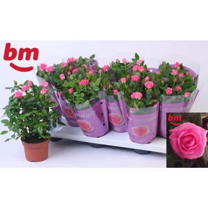 ROSA SPARKLING JEWEL