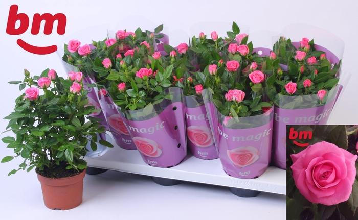 <h4>ROSA SPARKLING JEWEL</h4>