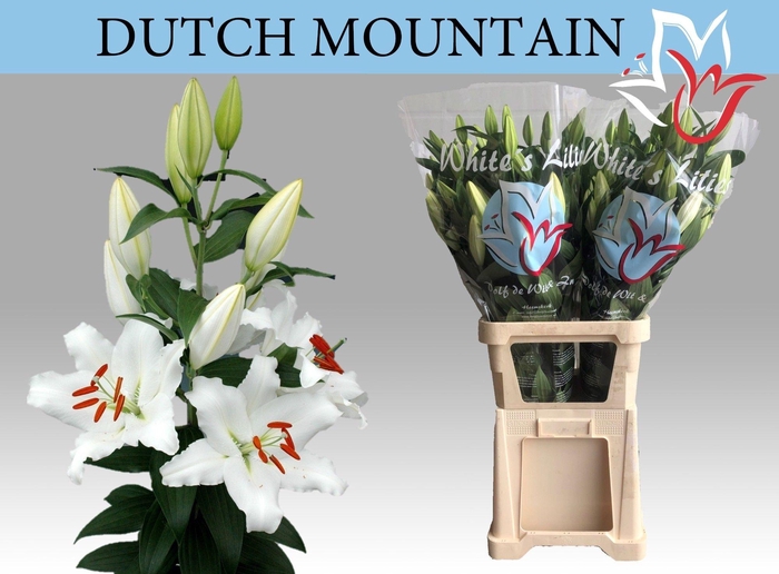 <h4>Li Or Dutch Mountain</h4>