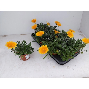 Gazania rigens Gelbe Jupiter